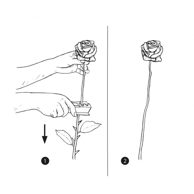 Entdorner Rosen Rosenentdorner